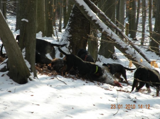 práca psov na postrieľanom diviakovi