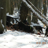 práca psov na postrieľanom diviakovi