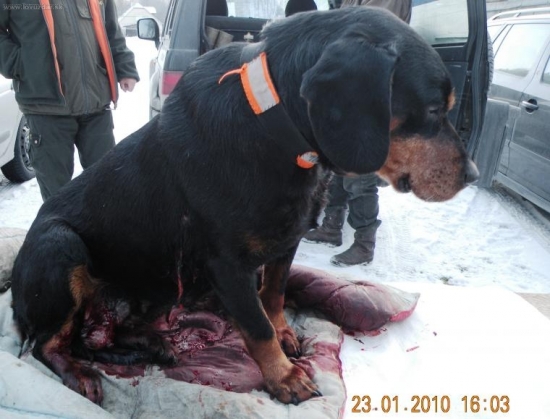 Flora po boji s diviakom