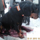 Flora po boji s diviakom