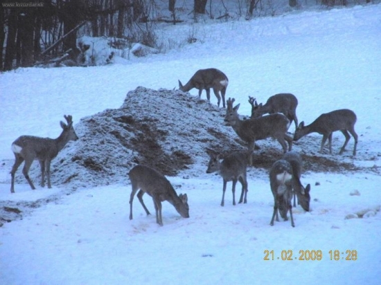 srnky na hostine:)