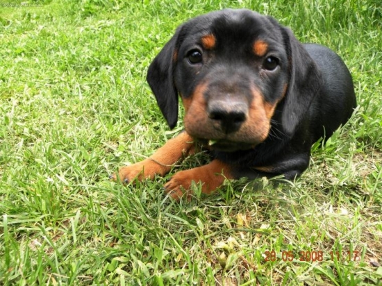 Dianka (7 týždňov)