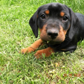 Dianka (7 týždňov)