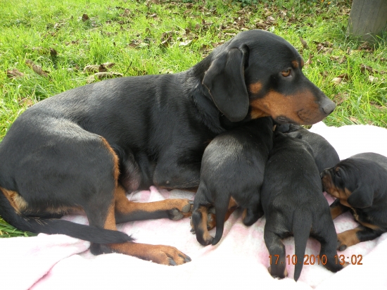 Dianka so šteniatkami
