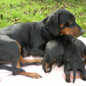 Dianka so šteniatkami