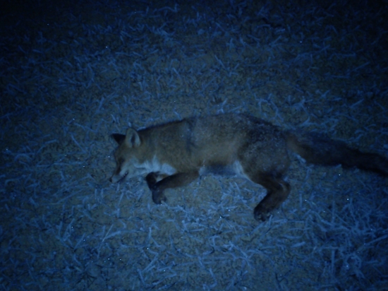 Zaplatila za  přílišnou zvědavost