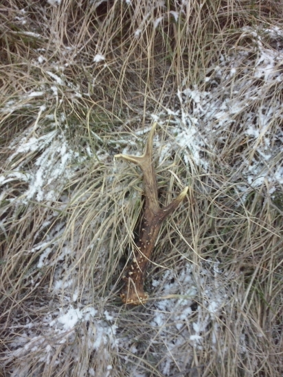 Prvý srnčí tento rok