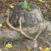 ZAPOMENUTÝ