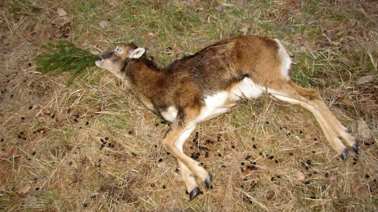 MUFLONČE