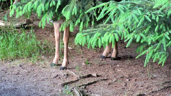 CO PAK TO ASI JE?