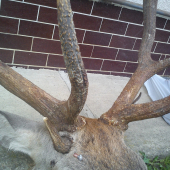 14-torák raritka :D