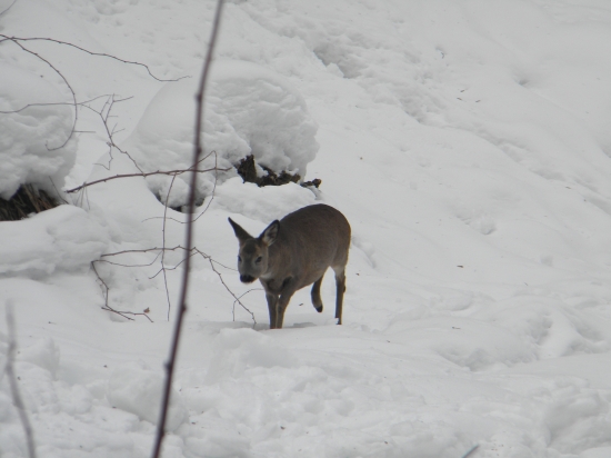 Srnka v čase núdzi