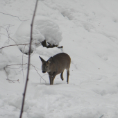 Srnka v čase núdzi