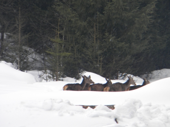 Jelenia v snehu