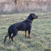 Cezar
