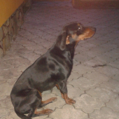 Alis spod Dubovca