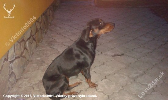 Alis spod Dubovca