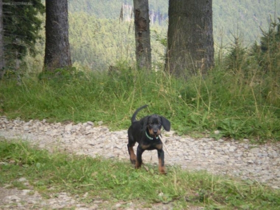 Cezar
