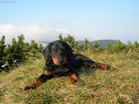 Tyran(Cezar),,Zabi potok