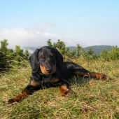 Tyran(Cezar),,Zabi potok