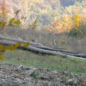 Jedni z mala srniek u nas,,,