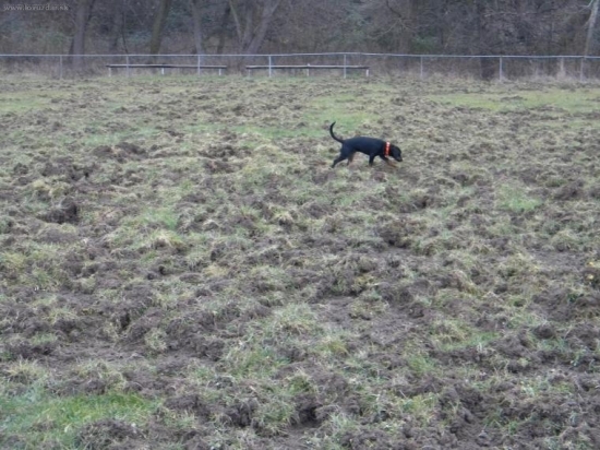 Ako diviaky futbal hrali,,,,,,