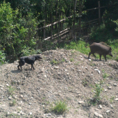 Cezar v oplotku.