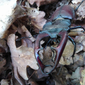 Lucanus cervus