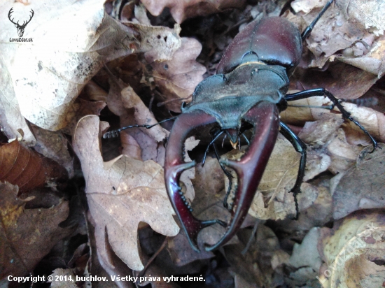 Lucanus cervus