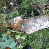 noha matky prírody :D