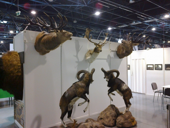 EXPO Hunting Sosnowiec