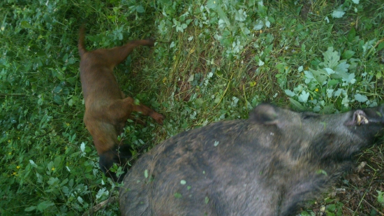 úspešná a výborná dohľadávka