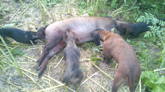 Ranná a úúspešná