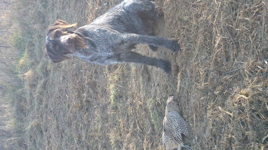 Zena od Stanovského