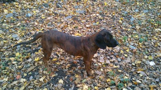 Naďa. z Kmeťovej horárne