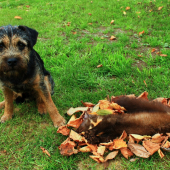 Moje první lesačka