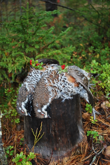 Fínsko - výmenný lov, dvojstrel - prvý a druhý kohútik