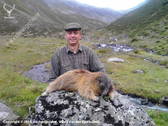 Lov svišťa v rakúskych Alpách