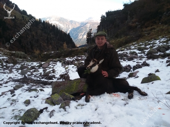 Kamzík, talianske Dolomity - výmenný lov