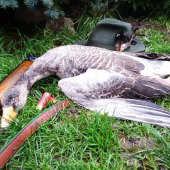 húska, Hodonínske rybníky