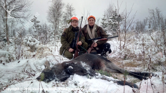 Lov na losy a tetrovy vo Švédsku