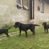 moja trojka