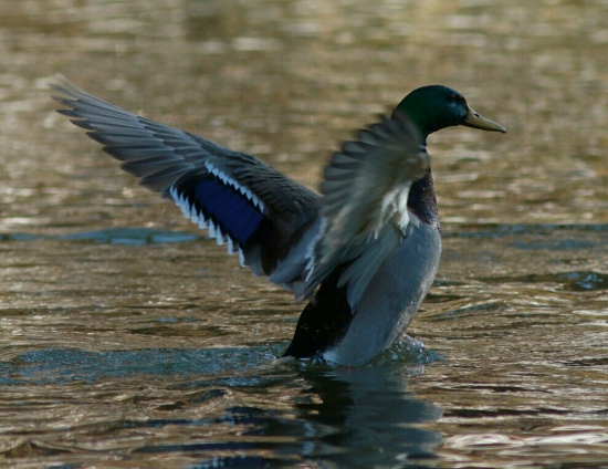 kúpeľ