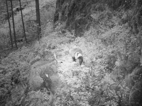 Ujo jazvec (lMeles meles)