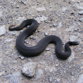 Vretenica severná (Vipera berus)
