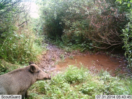 Diviak lesný (Sus scrofa)