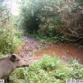 Diviak lesný (Sus scrofa)