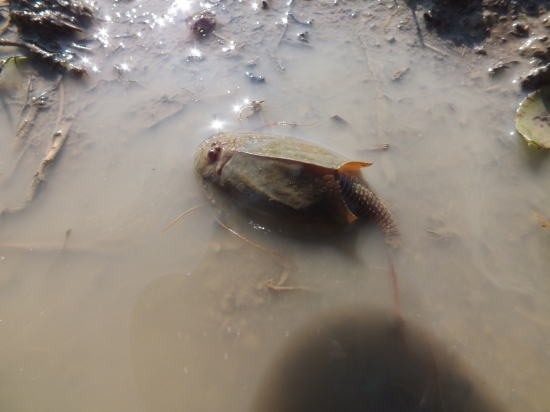 Stitovec letny, listonoh, triop...