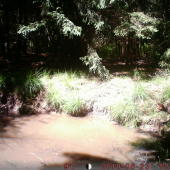 Zmočená