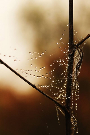 Ranné pošteklenie rosou